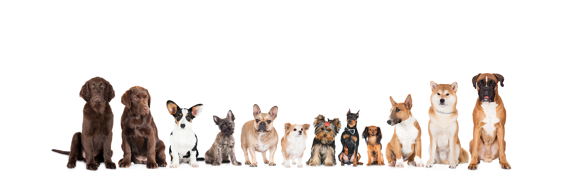 Grupo de cães da Elite K9