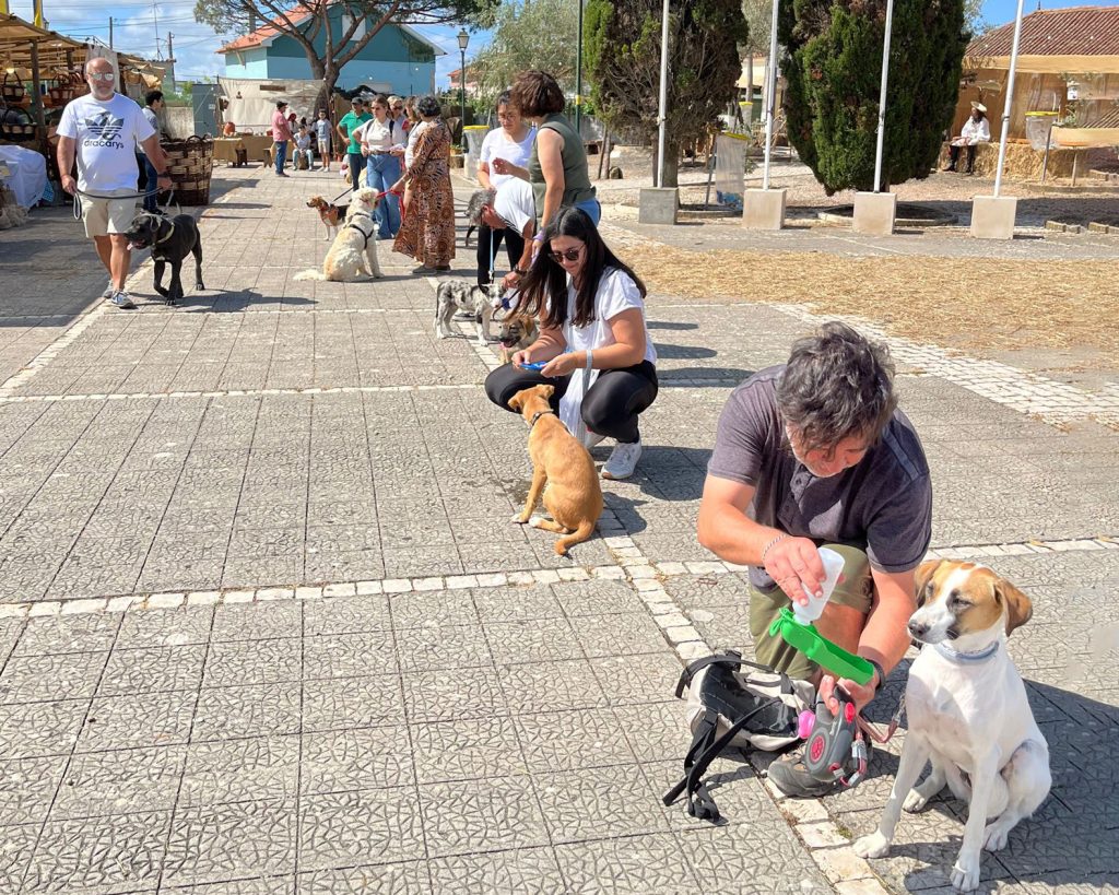 Aula de grupo com cães e tutores