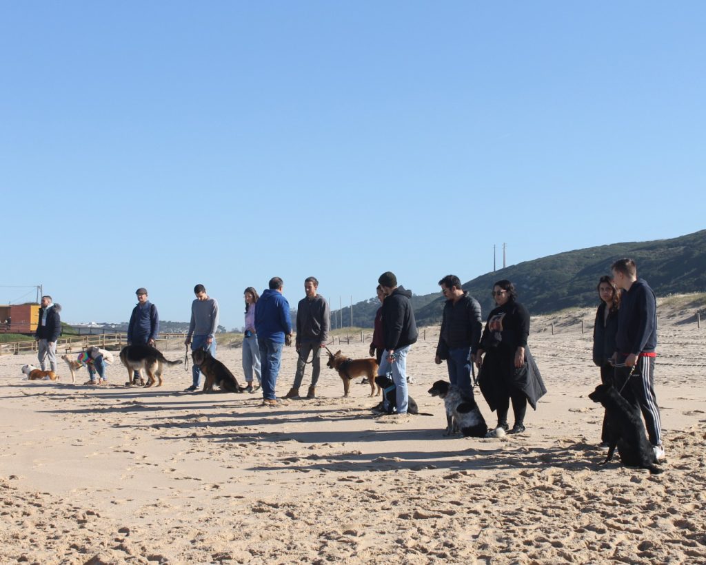 Aula de grupo com cães e tutores