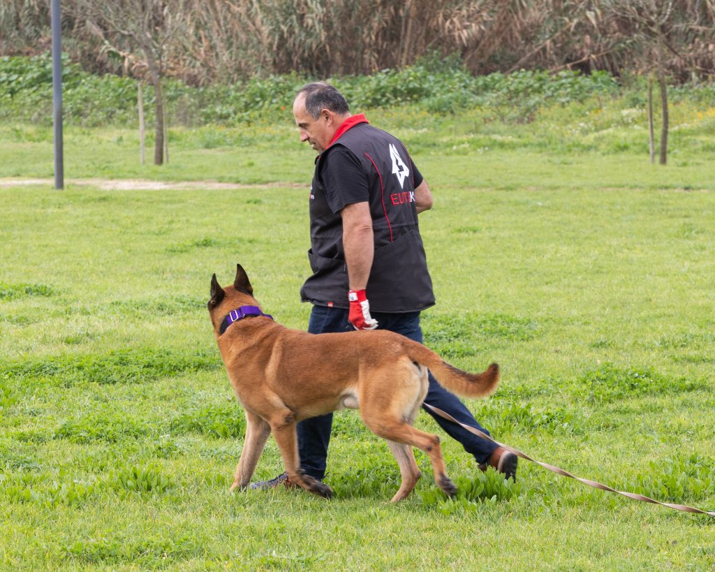 Sessão de treino comportamental com cão